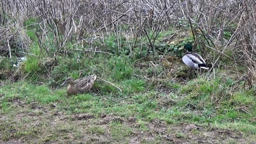 A pair of friendly mallards on the Midford Valley Railway Path near Wellow