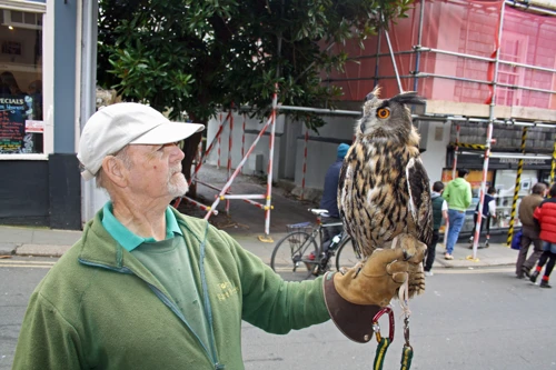Rare Breeds Trust handler shows a friendly long-eared owl below the arch.