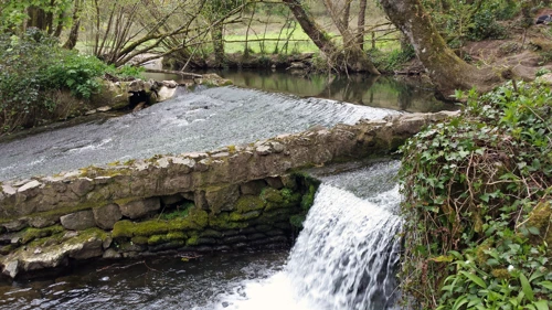 Weir and leat in Broadridge Wood.