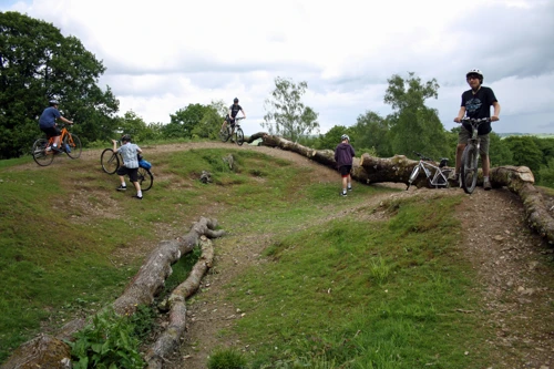 Investigating the felling of the mature trees at Hembury Fort.