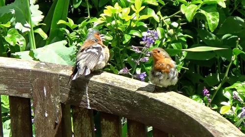 Chaffinch and robin in Hill House Nursery gardens, Landscove