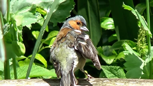 Chaffinch preens in Hill House Nursery gardens, Landscove