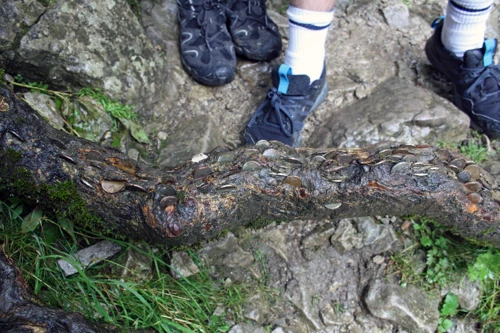 Coin-studded wishing trees have reached Malham Cove.