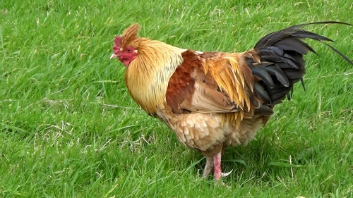 A handsome bird in the pasture at West Shawcote, 6 miles in