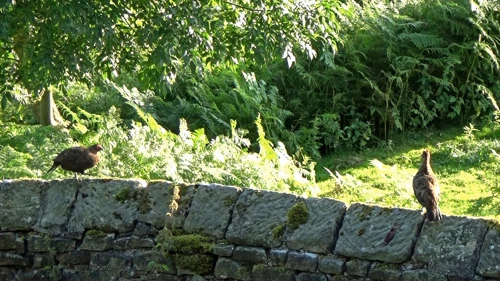 The culprits: two grouse arguing outside our room at Grinton Lodge.