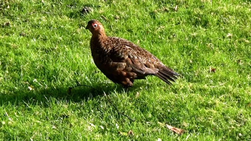 One of the noisy grouse outside our dorm at Grinton Lodge.