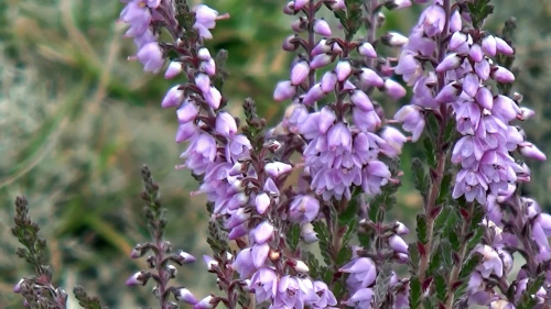 Heather on the North York Moors, 4.8 miles into the ride