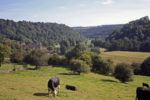 View towards Rievaulx Abbey from the Crabtree Hall track, 13.9 miles in