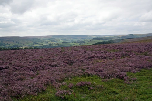 View towards Rosedale Abbey from Hartoft Moor.
