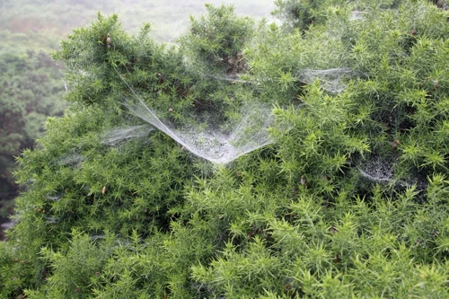 Cobwebs on the path to the Avon Dam.