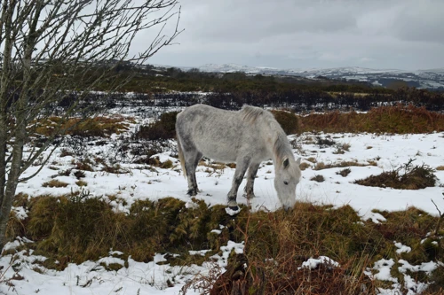 03 Feb 2019 · Venford Reservior