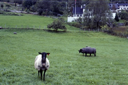 21 Aug 1989 · Norway: Day 6 Sogndal to Skjolden