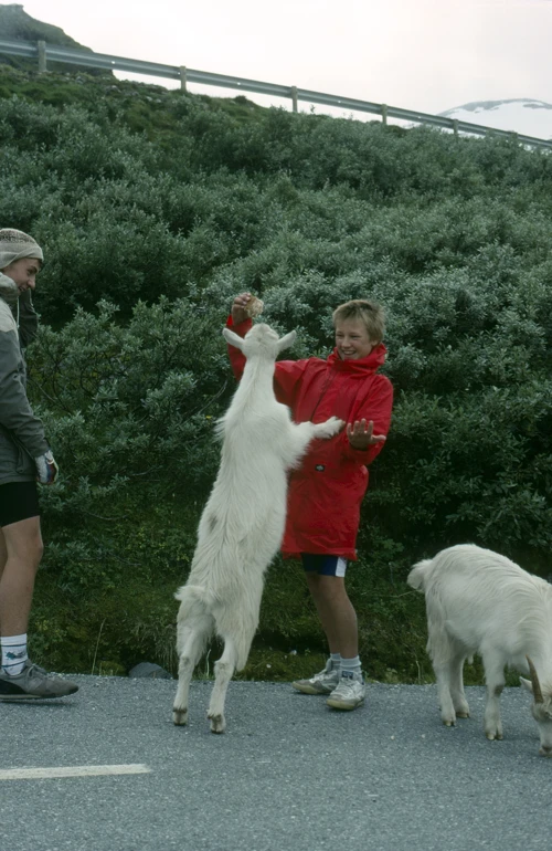 24 Aug 1989 · Norway: Day 9 Skjak to Hellesylt