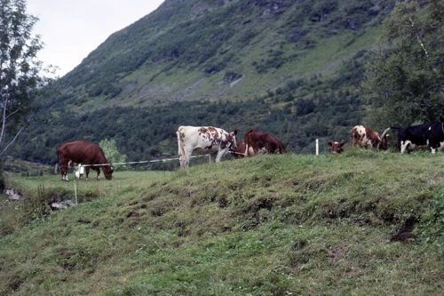 24 Aug 1989 · Norway: Day 9 Skjak to Hellesylt