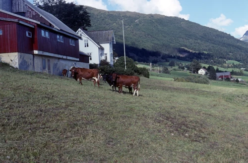 26 Aug 1989 · Norway: Day 11 Stryn to Byrkjelo