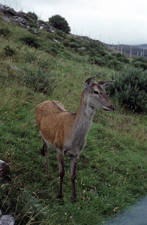 28 Aug 1990 · Scottish Highlands and Islands: Day 9 Ullapool to Achmelvich