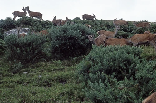 28 Aug 1990 · Scottish Highlands and Islands: Day 9 Ullapool to Achmelvich
