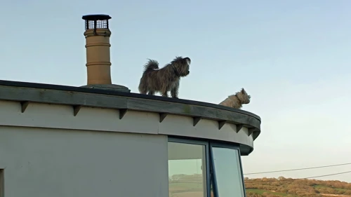 These two dogs clearly feel at home at The Boak House, School Hill, Coverack, 26.5 miles into the ride and just a few metres below the youth hostel