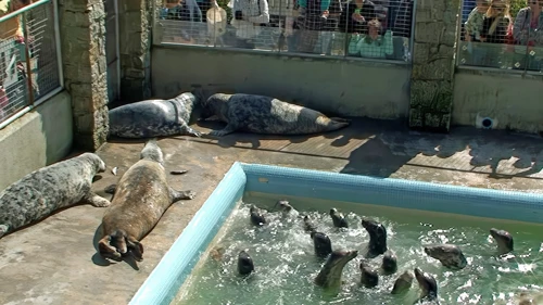 Feeding time in the main pool at Gweek