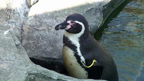 One of the Humboldt penguins at Gweek