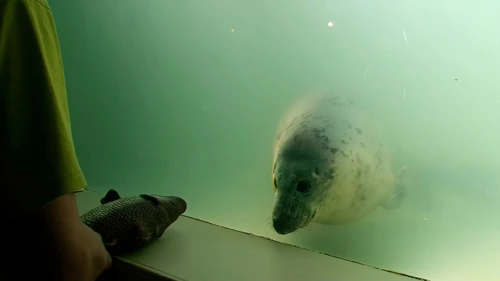 The playful seal looks out for more fun at the Gweek Seal Sanctuary