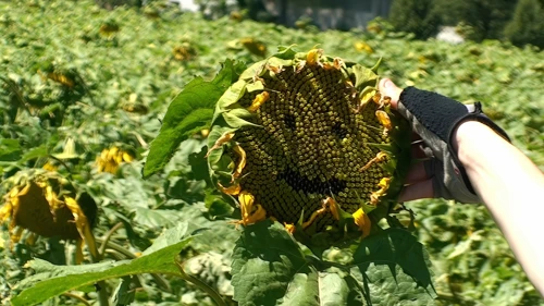 Ash introduces Sam the Sunflower at Fulenbach, 8.9 miles into the ride