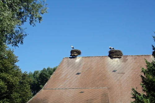 Storks at Altreau