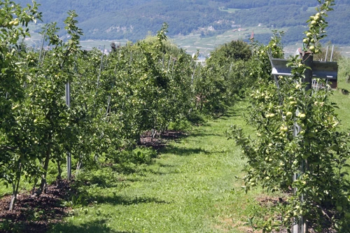 Fruit farming off Strandweg, Gerolfingen, 23.0 miles into the ride