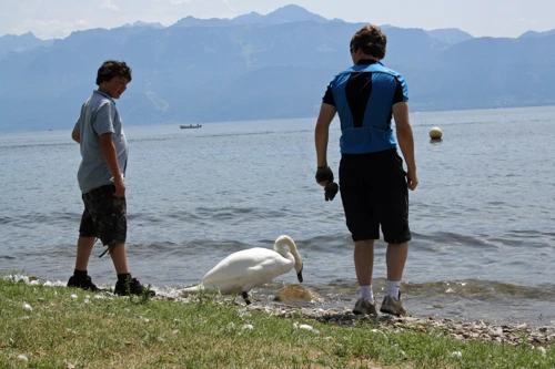 Lawrence, Ash and the swan, on the beach near Ouchy Quay