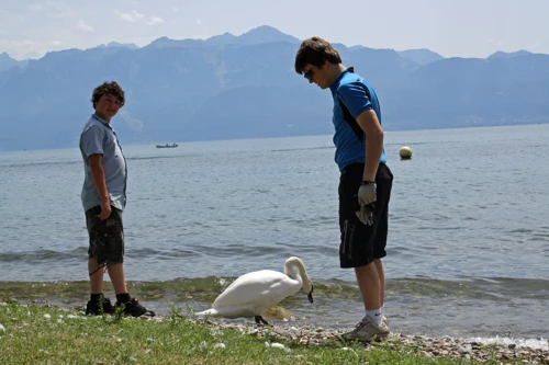 Lawrence, Ash and the swan, on the beach near Ouchy Quay