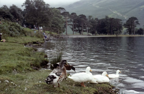 24 Aug 1991 · Lake District: Day 5 Ennerdale to Longthwaite YH